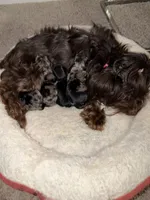 Tiny Traditional Female , a female Yorkshire Terrier for sale in Washington, DC – 7 of 10