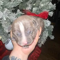 Stripe, a female American Pit Bull Terrier for sale in Chicago Ridge, IL – Photo 3 of 3