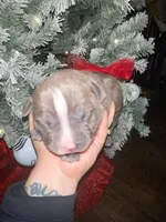 Stripe, a female American Pit Bull Terrier for sale in Chicago Ridge, IL – Photo 3 of 3