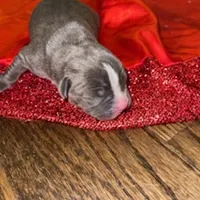 Stripe, a female American Pit Bull Terrier for sale in Chicago Ridge, IL – Photo 2 of 3