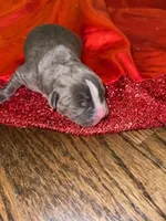 Stripe, a female American Pit Bull Terrier for sale in Chicago Ridge, IL – Photo 2 of 3