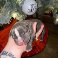 Stripe, a female American Pit Bull Terrier for sale in Chicago Ridge, IL – Photo 1 of 3