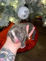 Stripe, a female American Pit Bull Terrier for sale in Chicago Ridge, IL – Photo 1 of 3