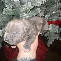 Lady, a female American Pit Bull Terrier for sale in Chicago Ridge, IL – Photo 3 of 3