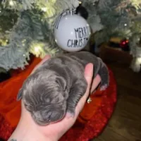 Lady, a female American Pit Bull Terrier for sale in Chicago Ridge, IL – Photo 1 of 3