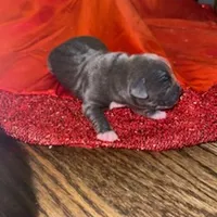 Lady, a female American Pit Bull Terrier for sale in Chicago Ridge, IL – Photo 2 of 3