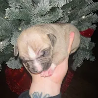 Luna, a female American Pit Bull Terrier for sale in Chicago Ridge, IL – Photo 3 of 3