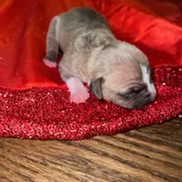 Luna, a female American Pit Bull Terrier for sale in Chicago Ridge, IL – Photo 1 of 3