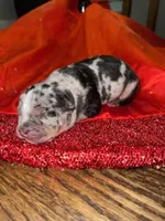 processed/555c7739-122b-4f96-97d6-cdefbece8b21/listing/7a423ea4-6361-4a7e-b932-77afaa436d18/17b9f5e7-0ae2-4be5-b993-0b56234425fb