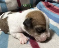 Female 3, a female Jack Russell Terrier for sale in Waycross, GA – 1 of 2