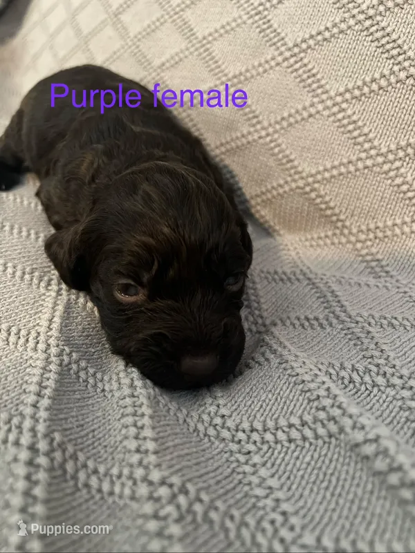Purple Female – Boykin Spaniel puppy on hold in Waycross, GA