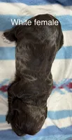 White Female, a female Boykin Spaniel for sale in Waycross, GA – 2 of 2