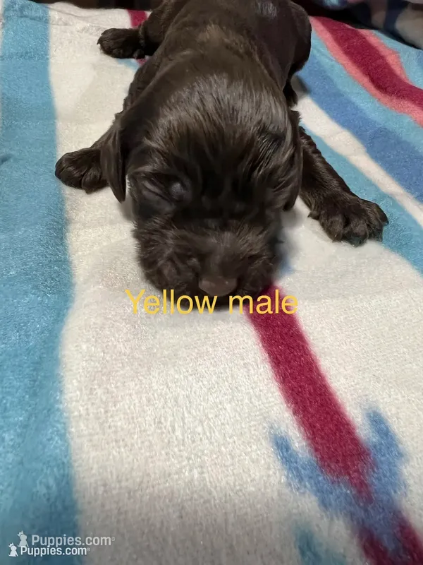 Yellow Male boykin – Boykin Spaniel puppy for sale in Waycross, GA