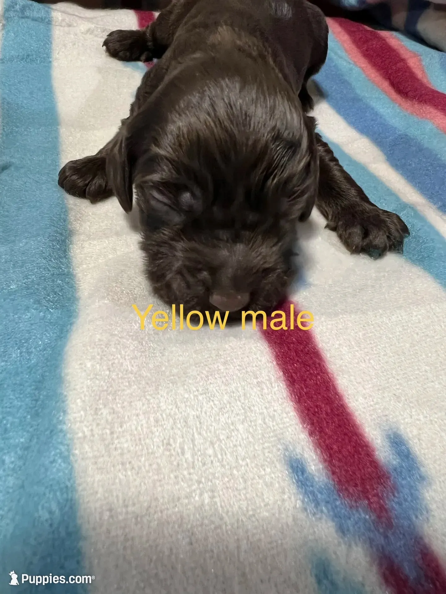 Yellow Male boykin, a male Boykin Spaniel for sale in Waycross, GA – 1 of 2