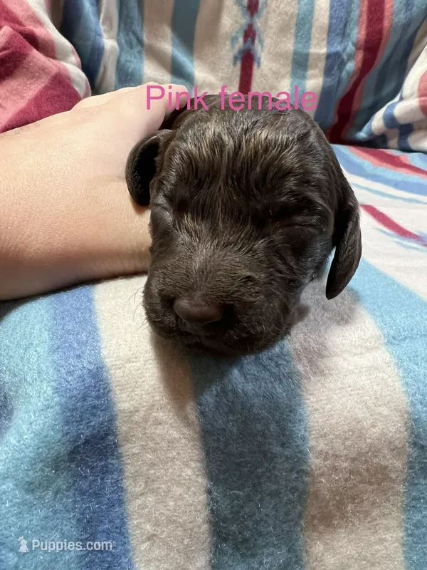 Pink female – Boykin Spaniel puppy for sale in Waycross, GA