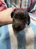 Pink female, a female Boykin Spaniel for sale in Waycross, GA – 1 of 2