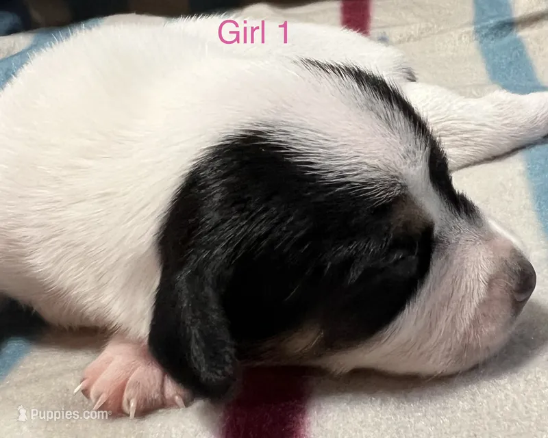 Female 1 – Jack Russell Terrier puppy for sale in Waycross, GA