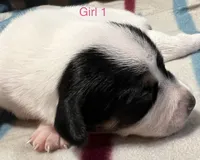 Female 1, a female Jack Russell Terrier for sale in Waycross, GA – 1 of 2