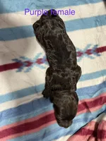 Purple Female, a female Boykin Spaniel for sale in Waycross, GA – 2 of 2