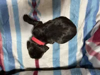 Red Female, a female Boykin Spaniel for sale in Waycross, GA – 2 of 2