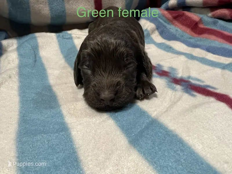 Green Female – Boykin Spaniel puppy for sale in Waycross, GA