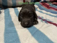 Green Female, a female Boykin Spaniel for sale in Waycross, GA – 1 of 2