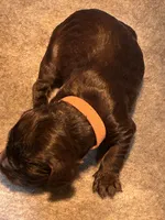 Orange boykin male, a male Boykin Spaniel for sale in Waycross, GA – 1 of 2