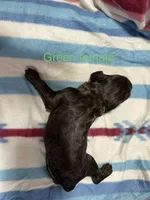 Green Female, a female Boykin Spaniel for sale in Waycross, GA – 2 of 2