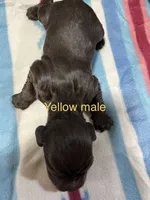 Yellow Male boykin, a male Boykin Spaniel for sale in Waycross, GA – 2 of 2