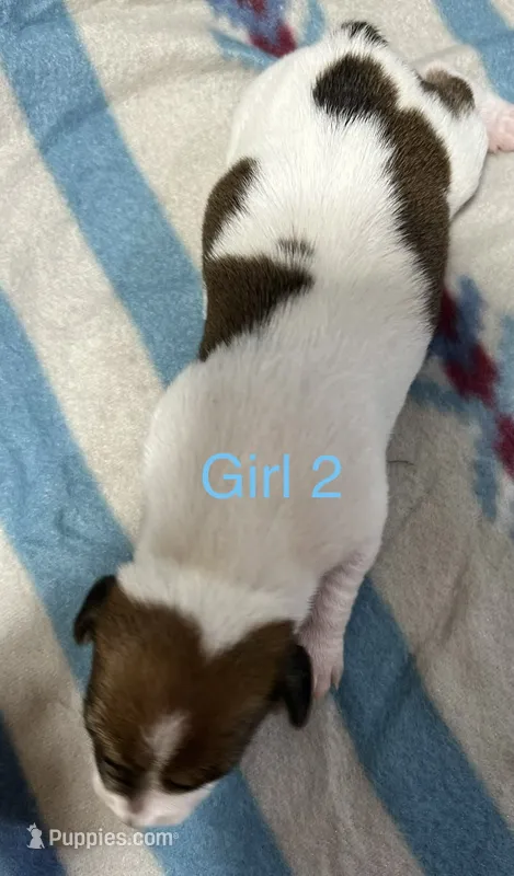 Female 2 – Jack Russell Terrier puppy for sale in Waycross, GA