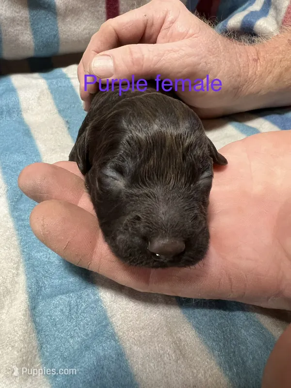 Purple Female – Boykin Spaniel puppy for sale in Waycross, GA