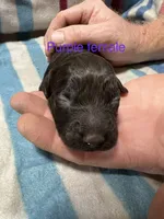 Purple Female, a female Boykin Spaniel for sale in Waycross, GA – 1 of 2
