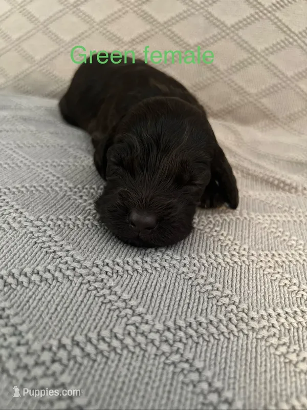 Green Female – Boykin Spaniel puppy on hold in Waycross, GA