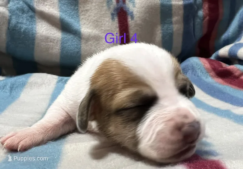 Female 4 – Jack Russell Terrier puppy for sale in Waycross, GA