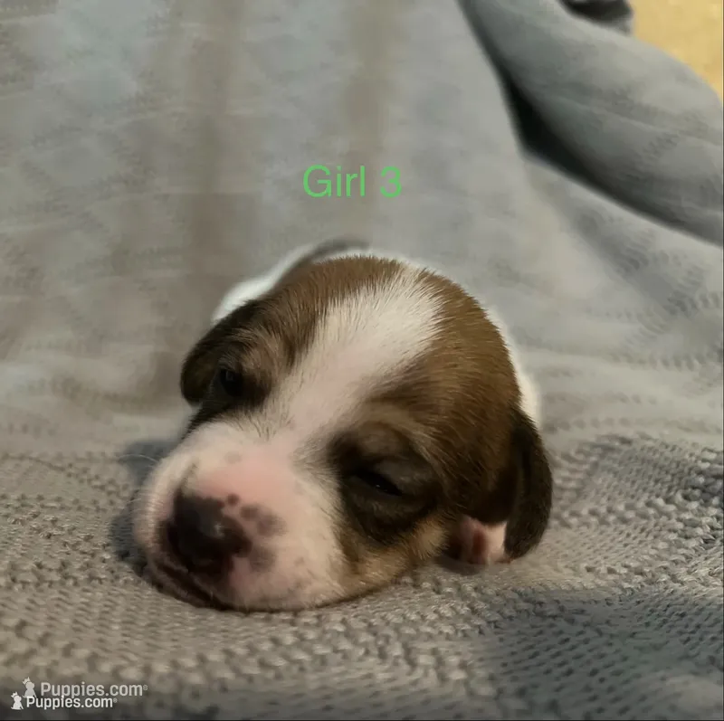 Female 3 – Jack Russell Terrier puppy for sale in Waycross, GA
