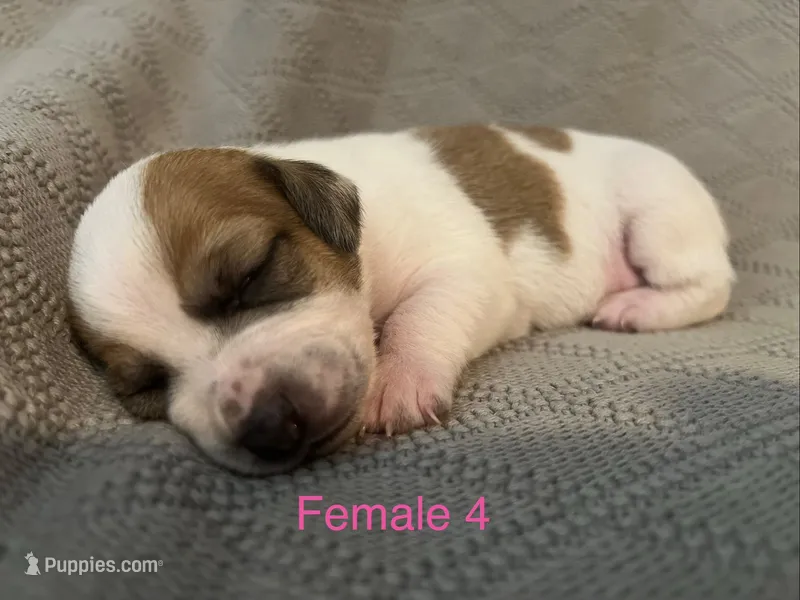 Female 4 – Jack Russell Terrier puppy for sale in Waycross, GA