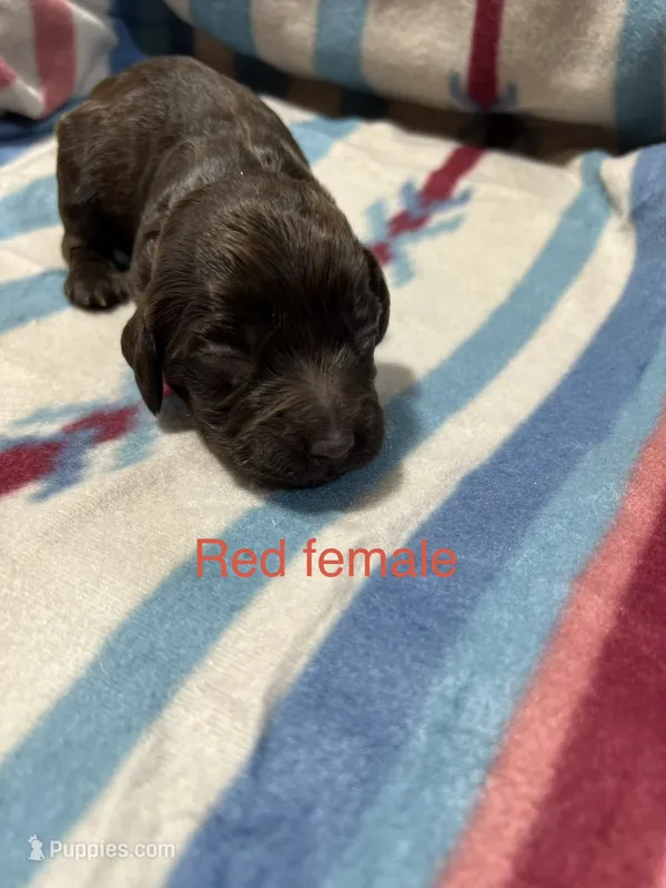 Red Female – Boykin Spaniel puppy for sale in Waycross, GA