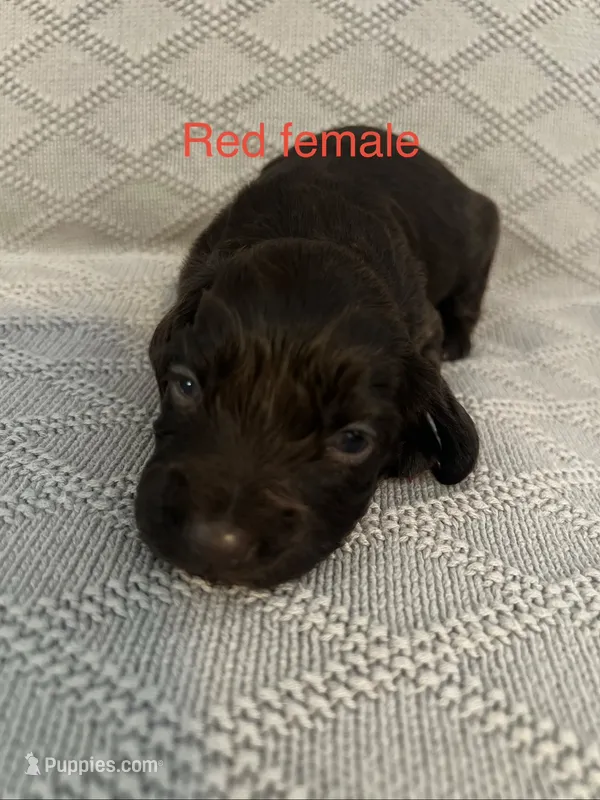 Red Female – Boykin Spaniel puppy on hold in Waycross, GA