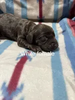 White Female, a female Boykin Spaniel for sale in Waycross, GA – 1 of 2