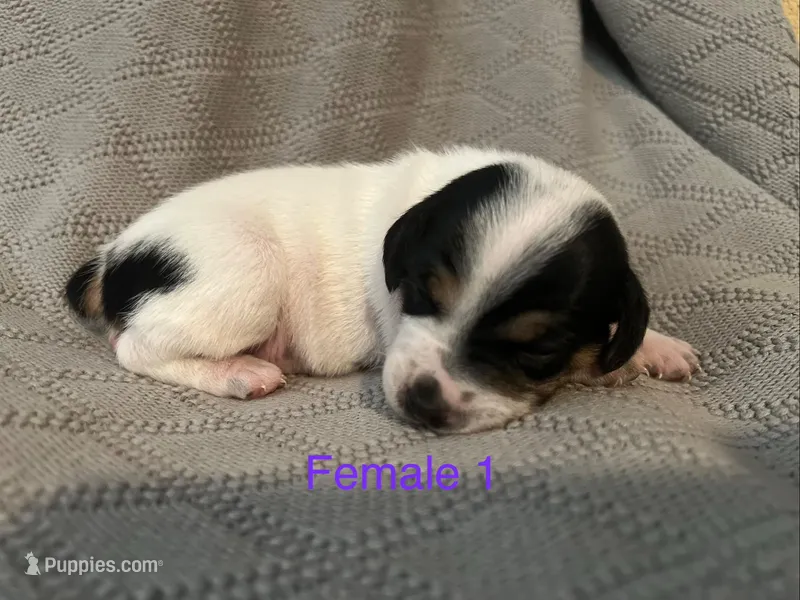 Female 1 – Jack Russell Terrier puppy for sale in Waycross, GA