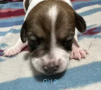 Female 2, a female Jack Russell Terrier for sale in Waycross, GA – 2 of 2