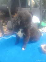 Lil Brother , a male Chug for sale in Deer Park, WA – 1 of 3