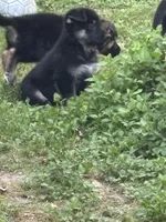 German Shepherd Girl, a female German Shepherd Dog for sale in Conroe, TX – Photo 2 of 4