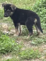 German Shepherd Girl, a female German Shepherd Dog for sale in Conroe, TX – Photo 4 of 4