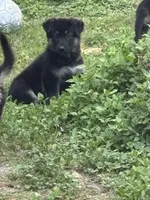 German Shepherd Girl, a female German Shepherd Dog for sale in Conroe, TX – Photo 3 of 4