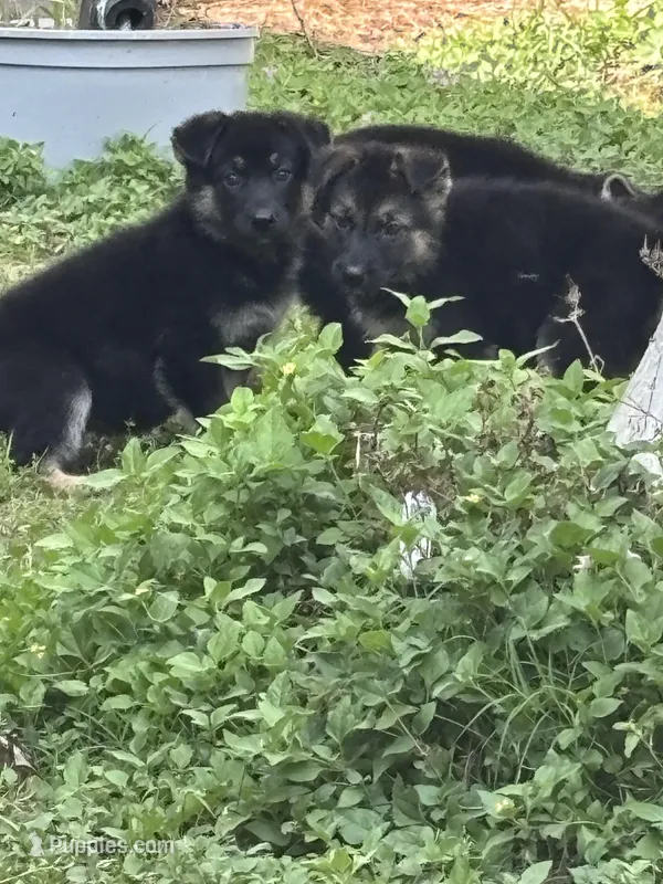 German Shepherd Girl – German Shepherd Dog puppy for sale in Conroe, TX