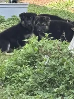 German Shepherd Girl, a female German Shepherd Dog for sale in Conroe, TX – Photo 1 of 4