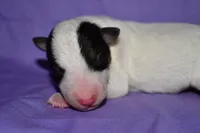Snow Bell, a female Wire Fox Terrier for sale in Draper, VA – 9 of 10
