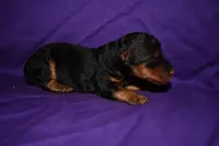 Hazelnut, a female Welsh Terrier for sale in Draper, VA – 5 of 8