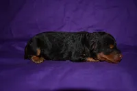 Pumpkin, a female Welsh Terrier for sale in Draper, VA – 3 of 10